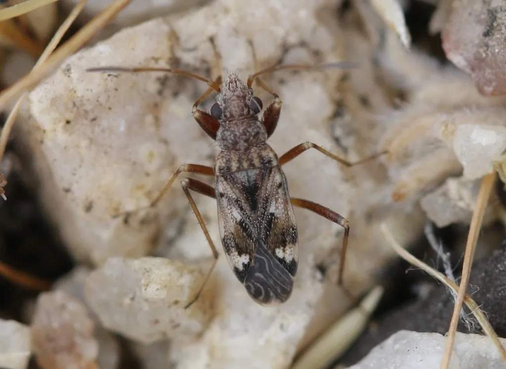 Ligyrocoris delitus - photo 2