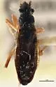 Ligyrocoris depictus