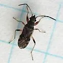 Ligyrocoris diffusus - Ligyrocoris diffusus