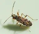 Ligyrocoris diffusus - photo 2