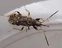 Ligyrocoris diffusus - photo 3