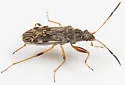 Ligyrocoris diffusus - photo 4