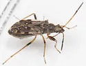 Ligyrocoris diffusus - photo 5