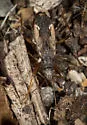 Ligyrocoris latimarginatus