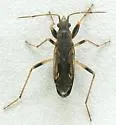 Ligyrocoris latimarginatus - photo 2