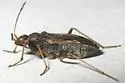 Ligyrocoris latimarginatus - photo 3
