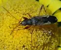 Ligyrocoris latimarginatus - photo 4