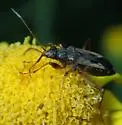 Ligyrocoris latimarginatus - photo 5
