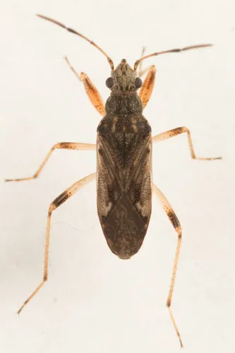 Ligyrocoris litigiosus