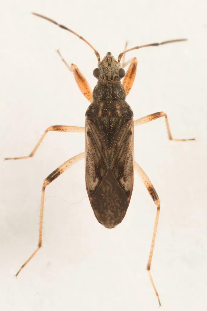 Ligyrocoris litigiosus - photo 2