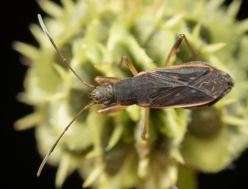 Ligyrocoris obscurus