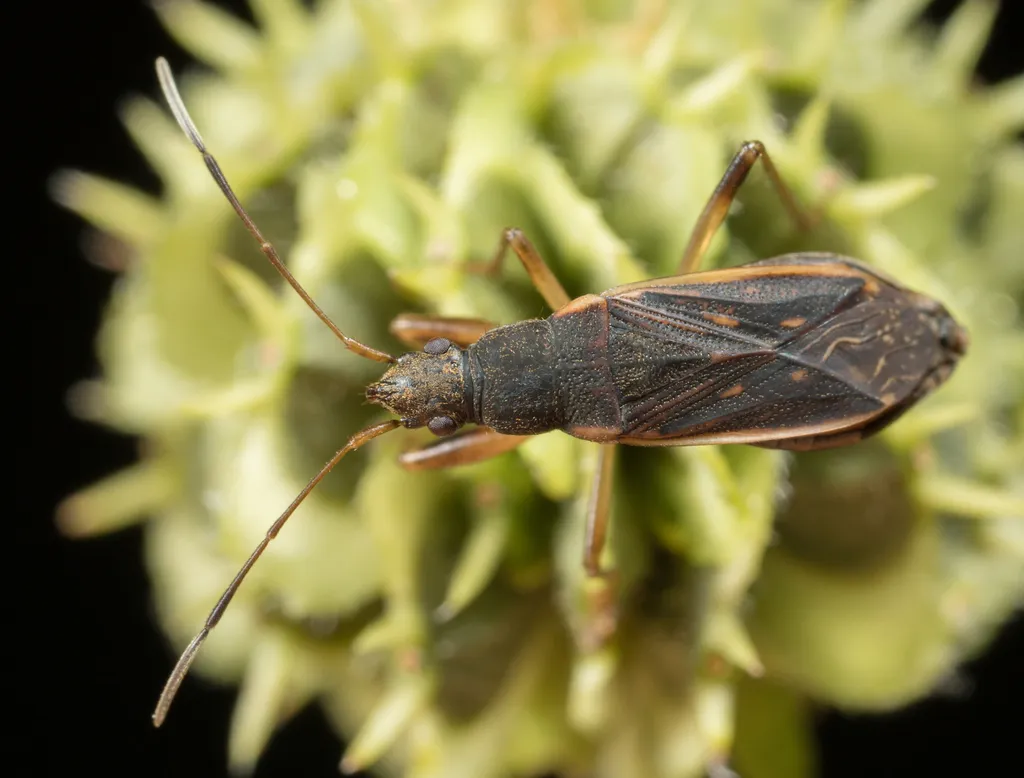 Ligyrocoris obscurus - photo 2