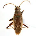 Ligyrocoris probably-unnamed