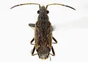 Ligyrocoris probably-unnamed - photo 2