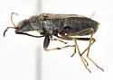 Ligyrocoris probably-unnamed - photo 3