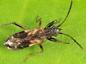 Ligyrocoris sylvestris - photo 2