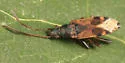 Ligyrocoris sylvestris - photo 3