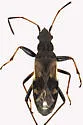 Ligyrocoris sylvestris - photo 4