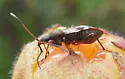 Ligyrocoris sylvestris - photo 5