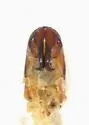 Ligyrus cuniculus - photo 2
