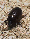 Carrot Beetle