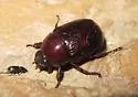 Carrot Beetle - photo 2