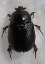 Carrot Beetle - photo 3
