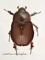 Carrot Beetle - photo 4