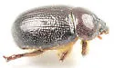 Carrot Beetle - photo 5