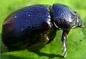 Ligyrus neglectus