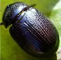 Ligyrus neglectus - photo 2