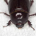 Ligyrus neglectus - photo 4