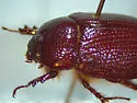 Ligyrus neglectus - photo 5