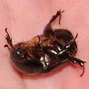 Ligyrus relictus