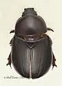 Ligyrus relictus - photo 2