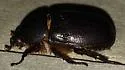 Ligyrus relictus - photo 3