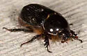 Ligyrus relictus - photo 4