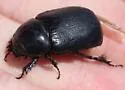 Ligyrus relictus - photo 5