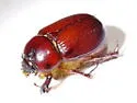 Ligyrus ruginasus