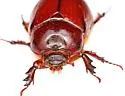 Ligyrus ruginasus - photo 2