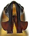 Ligyrus ruginasus - photo 3