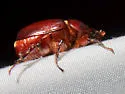 Ligyrus ruginasus - photo 4