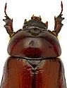 Ligyrus ruginasus - photo 5