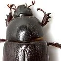 Ligyrus sallaei