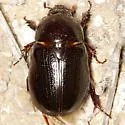 Ligyrus sallaei - photo 2