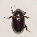 Ligyrus sallaei - photo 3