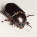 Ligyrus sallaei - photo 4