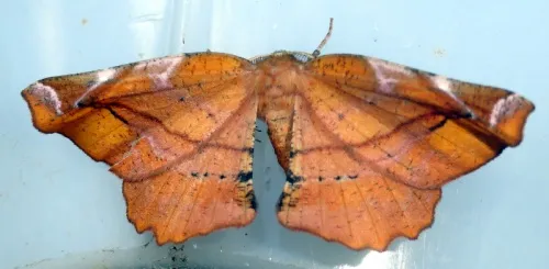 Lilac Beauty - photo 3
