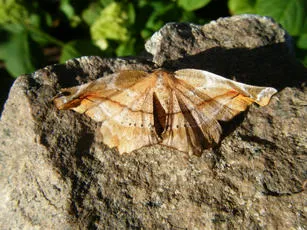 Lilac Beauty - photo 8