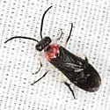 Liliacina diversipes - Liliacina diversipes